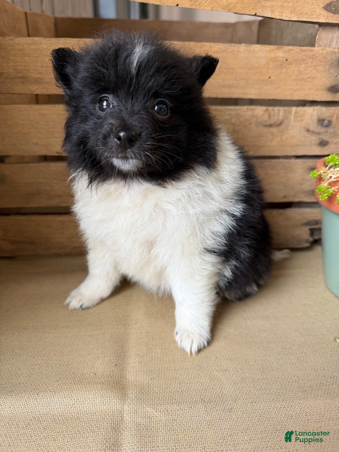 Pomeranian dogs for sale: Abby - Image 2