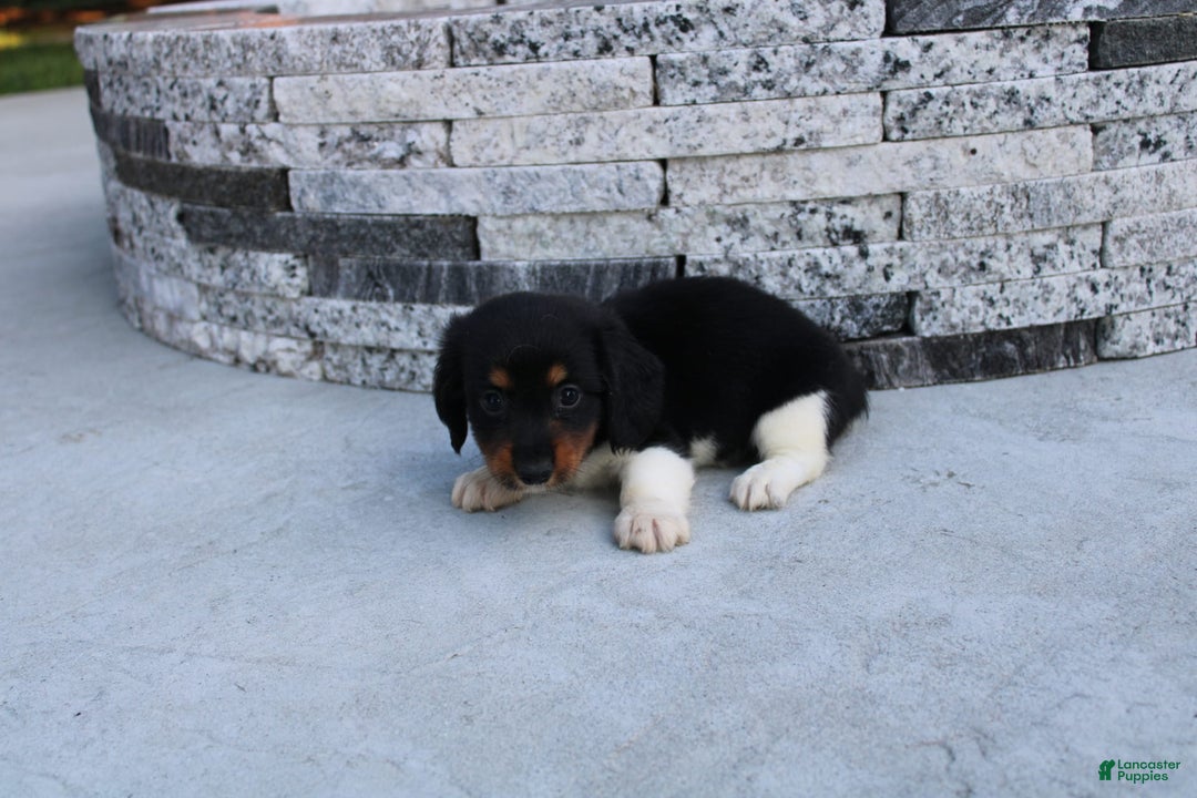 Miniature Dachshund dogs for sale: Casey - Image 5