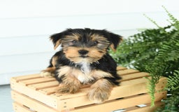 Yorkshire Terrier dogs for sale: Pepper - Image 1