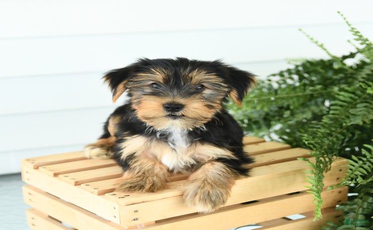 Yorkshire Terrier dogs for sale - Ad 1