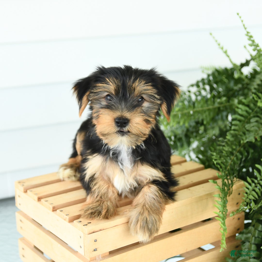 Yorkshire Terrier dogs for sale: Pepper - Image 1