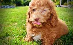 Havapoo dogs for sale: Ginger - Image 8