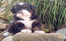 Mini Bernedoodle dogs for sale: Oakley - Image 9