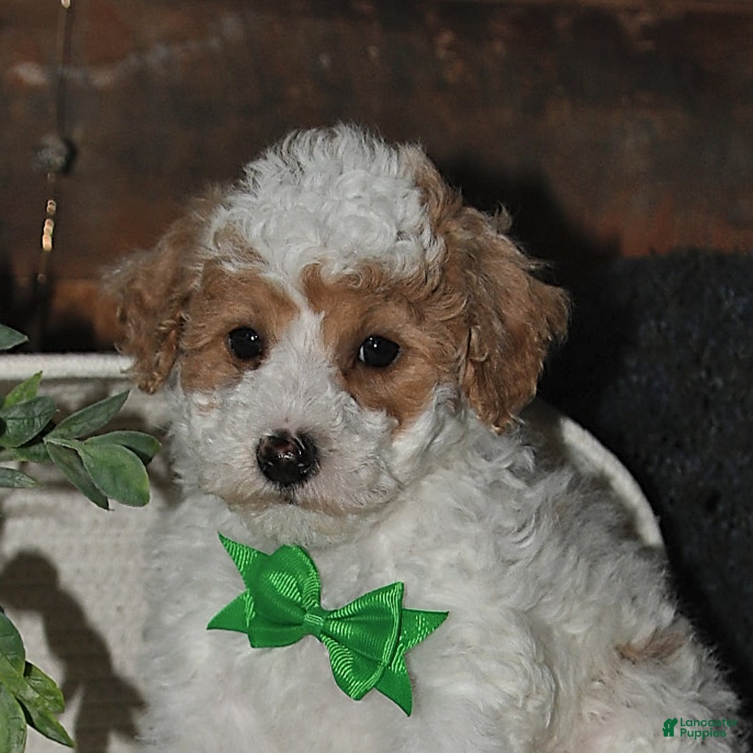 Lhasapoo dogs for sale: Cobi - Image 1