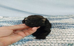 Toy Poodle dogs for sale: Kody - Image 6