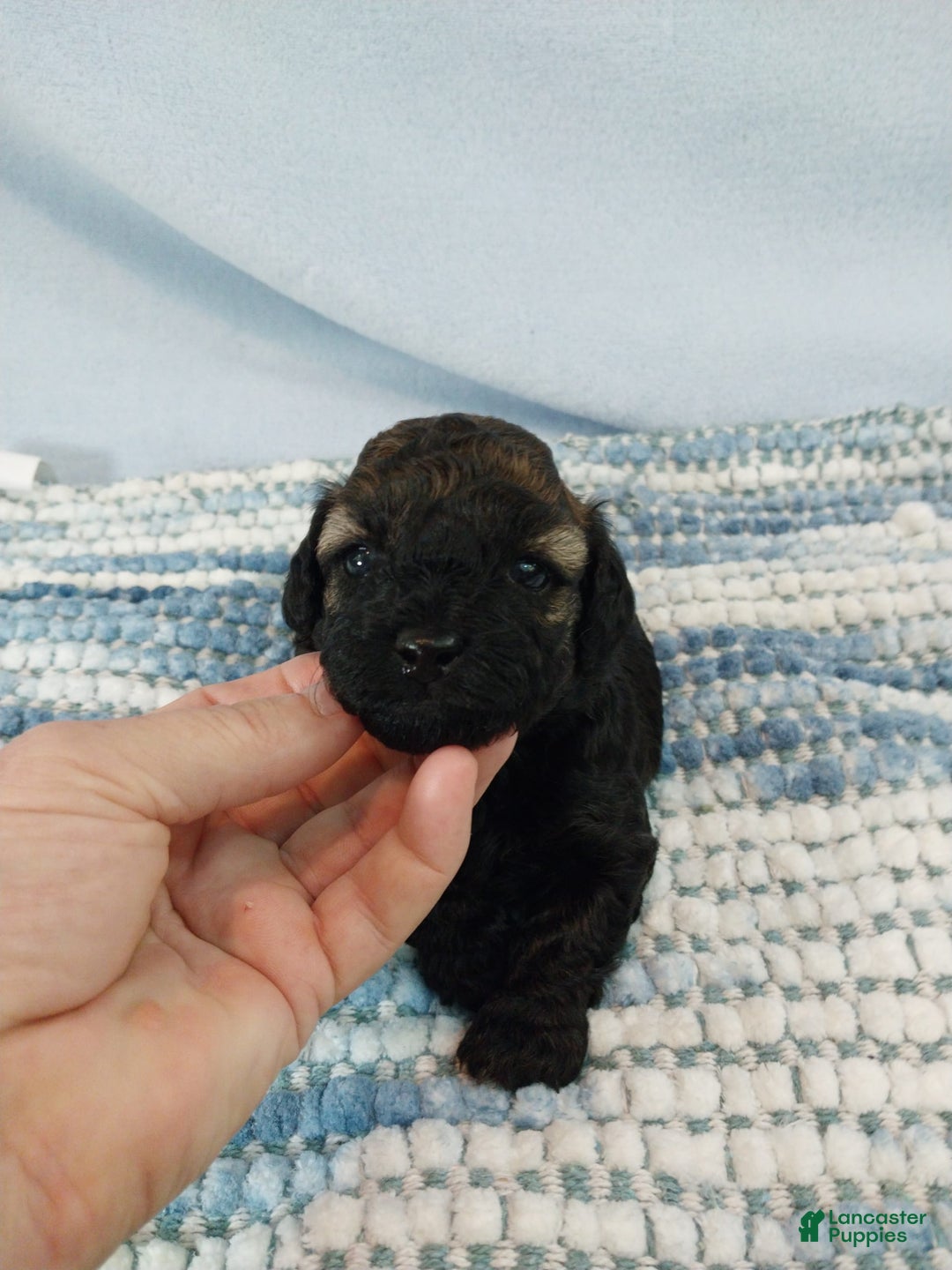 Toy Poodle dogs for sale: Kody - Image 6