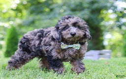 Miniature Poodle dogs for sale: Dax - Image 1