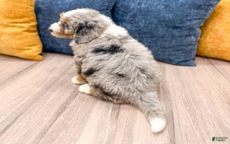 Mini Bernedoodle dogs for sale: Ava - Image 7