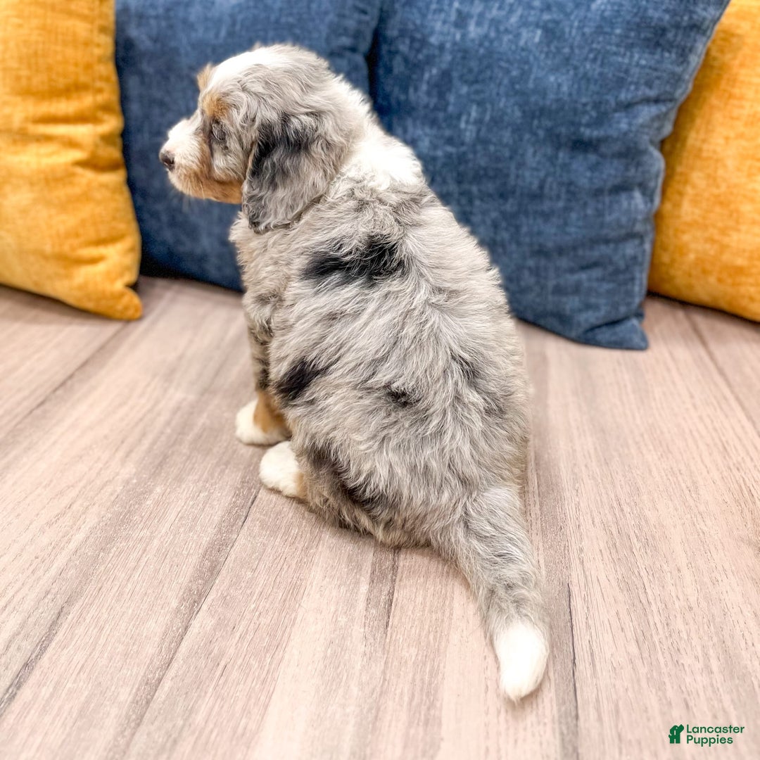 Mini Bernedoodle dogs for sale: Ava - Image 7