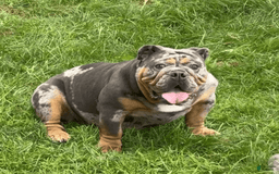 English Bulldog dogs for sale: Storm - Image 2