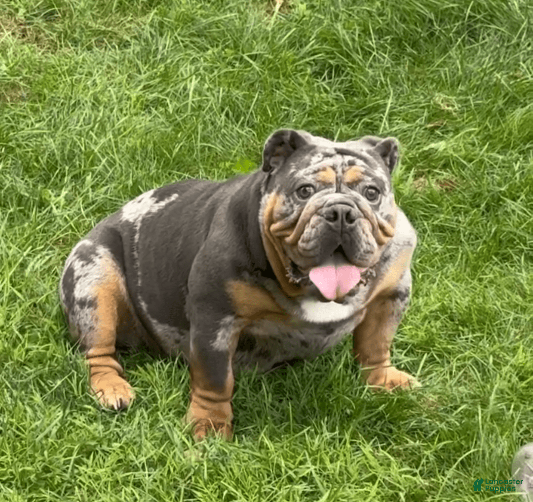 English Bulldog dogs for sale: Storm - Image 2