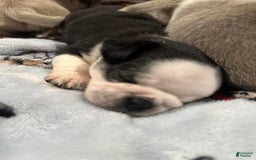 Pug dogs for sale: Panda - Image 3