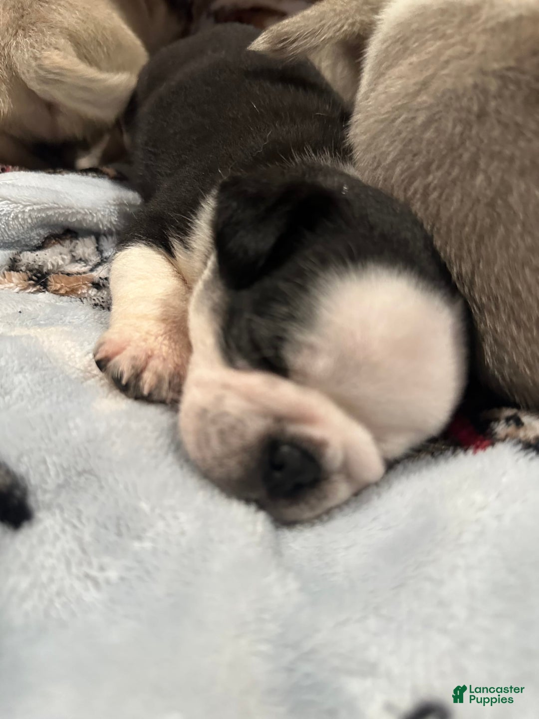 Pug dogs for sale: Panda - Image 3