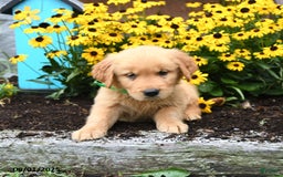 Golden Retriever dogs for sale: Flora - Image 3