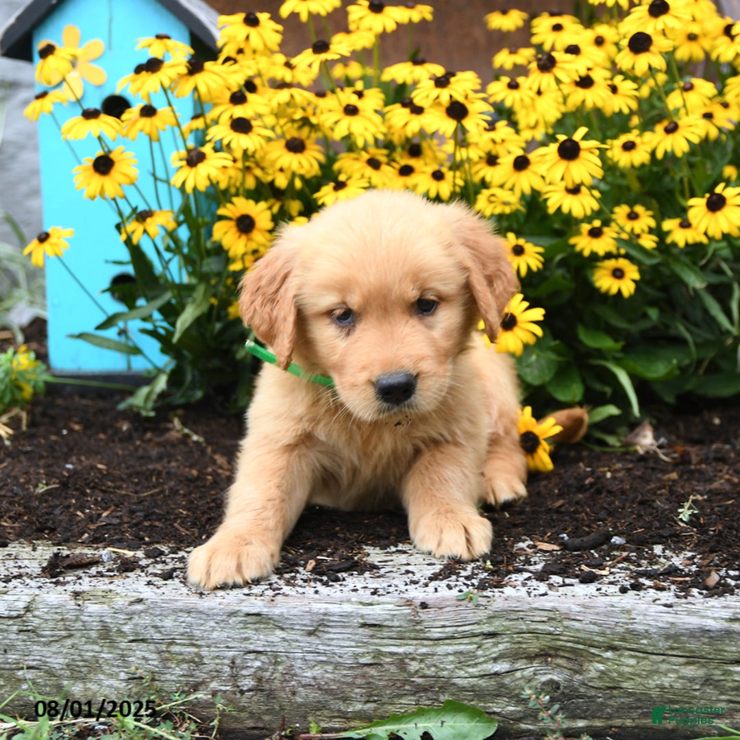 Golden Retriever dogs for sale: Flora - Image 3