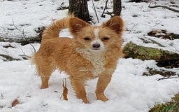 Chihuahua dogs for sale: Luca - Image 5