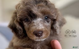 Standard Poodle dogs for sale: Amos - Image 11