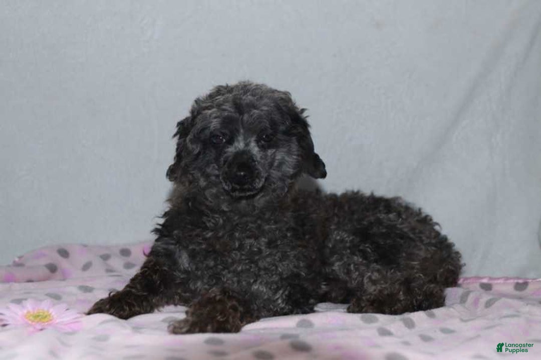 Toy Poodle dogs for sale: Aaron Ray - Image 5