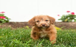 Jack Russell Terrier dogs for sale: Kasper - Image 1