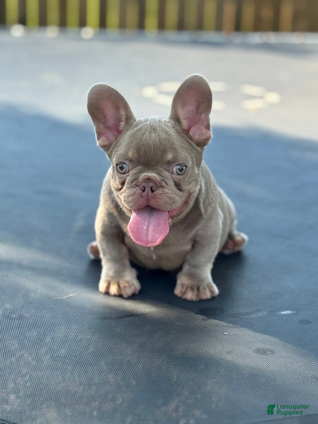 French Bulldog dogs for sale: Milo - Image 2