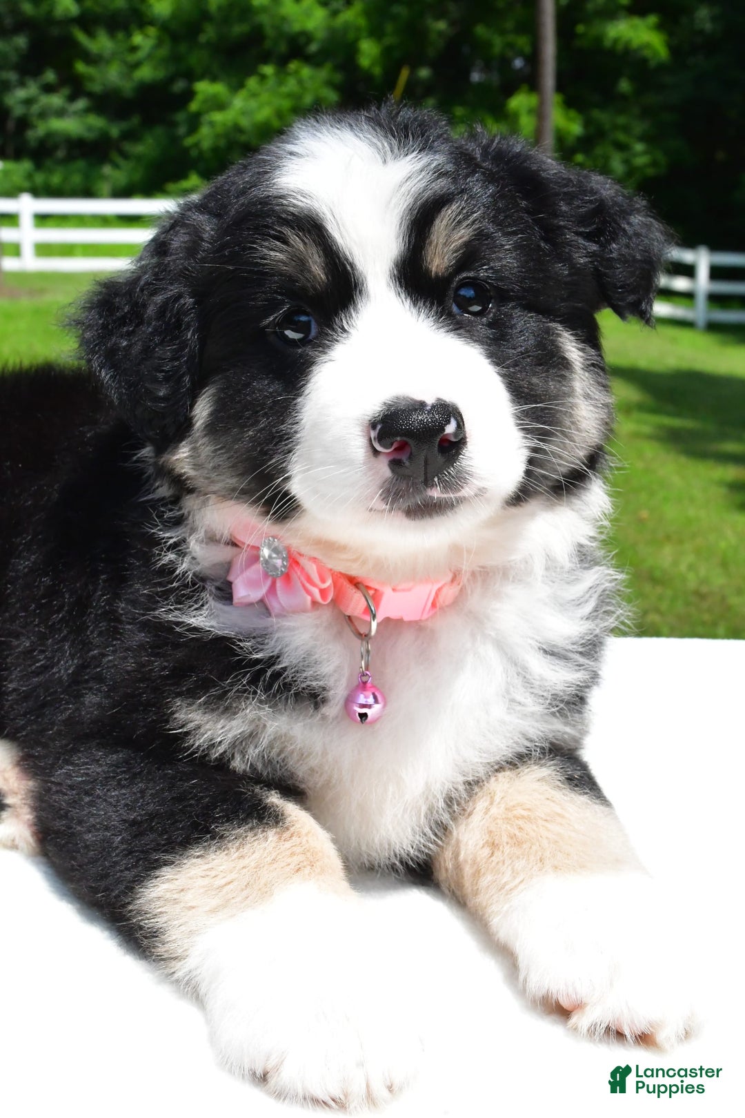 Miniature Australian Shepherd dogs for sale: Julie - Image 5