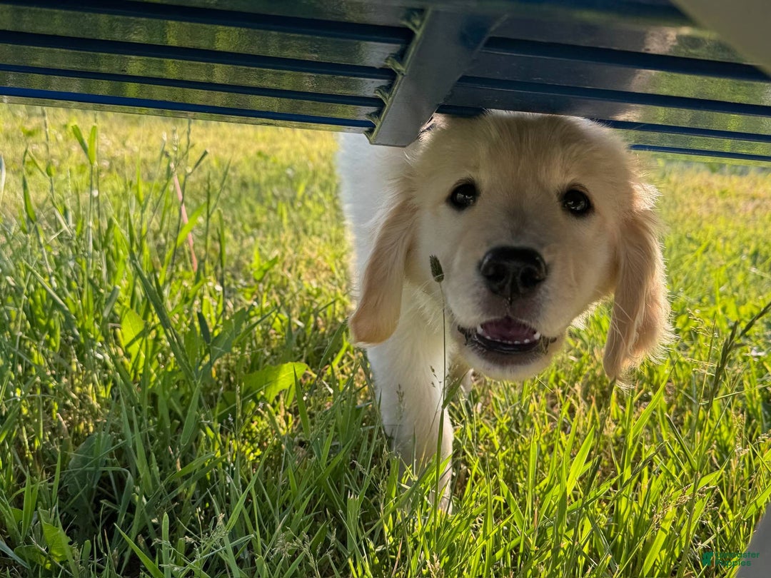 Golden Retriever dogs for sale: Chipi - Image 4