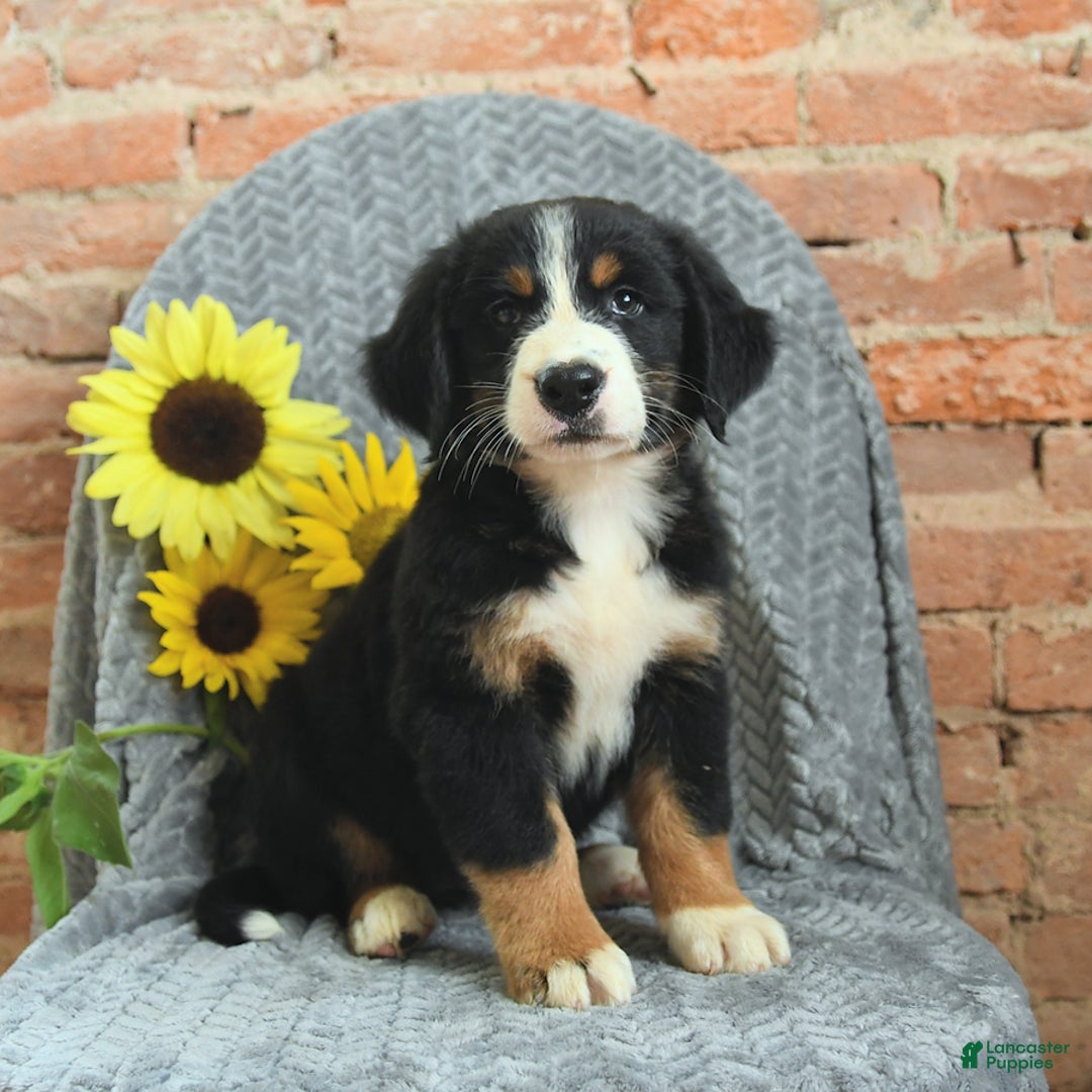 Greater Swiss Mountain Dog dogs for sale: Reba - Image 3
