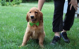 Golden Retriever dogs for sale: Gunther - Image 8