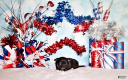 Chihuahua dogs for sale: Vino - Image 5