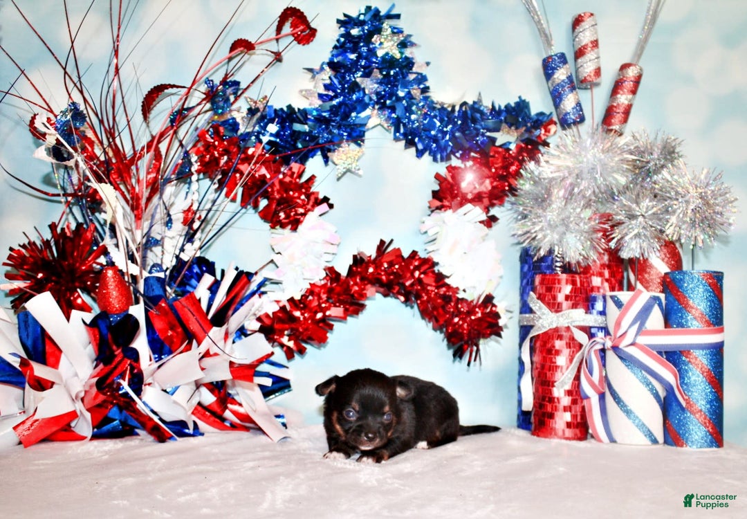 Chihuahua dogs for sale: Vino - Image 5