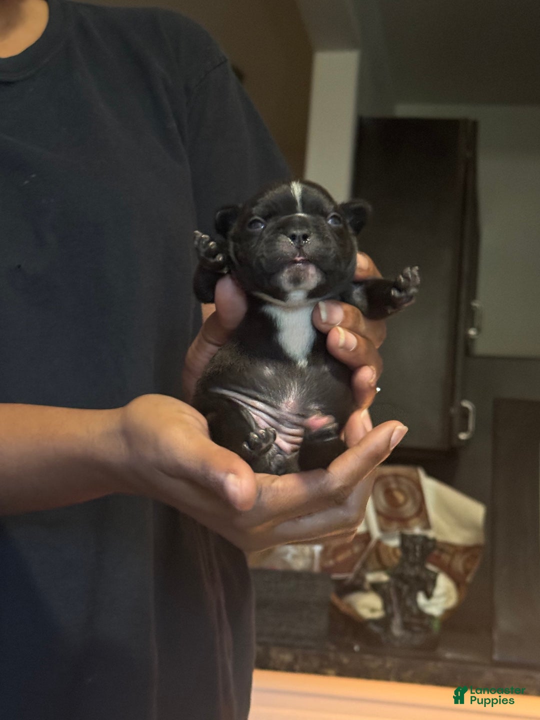 French Bulldog dogs for sale: Female 1 - Image 5
