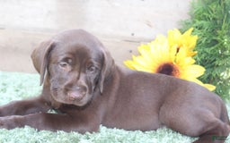 Labrador Retriever dogs for sale: Shishi - Image 5