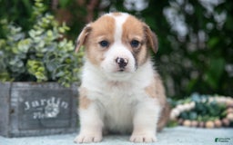 Welsh Corgi Pembroke dogs for sale: Brier - Image 4