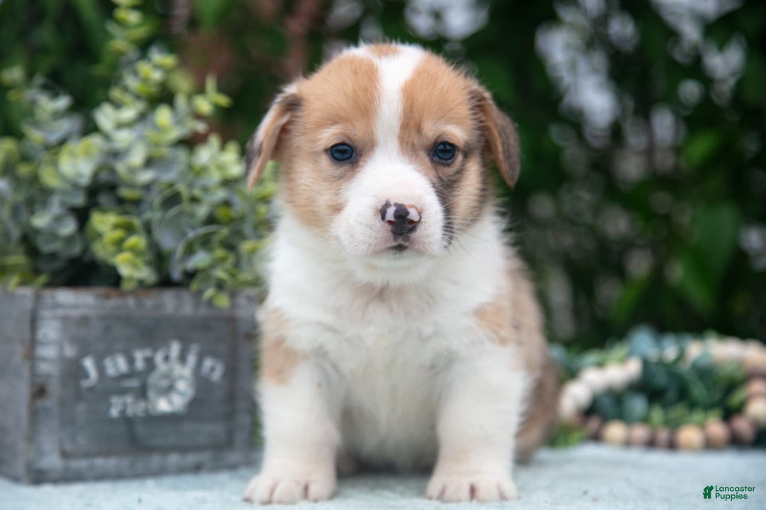 Welsh Corgi Pembroke dogs for sale: Brier - Image 4