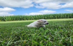 Labrador Retriever dogs for sale: Stella - Image 1