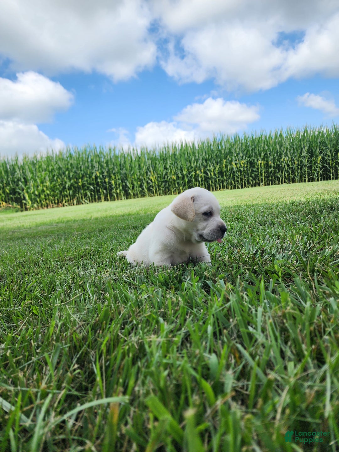 Labrador Retriever dogs for sale: Stella - Image 1
