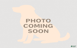 Cavapoo dogs for sale: Keno - Image 1