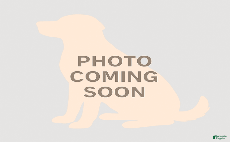 Cavapoo dogs for sale - Ad 1