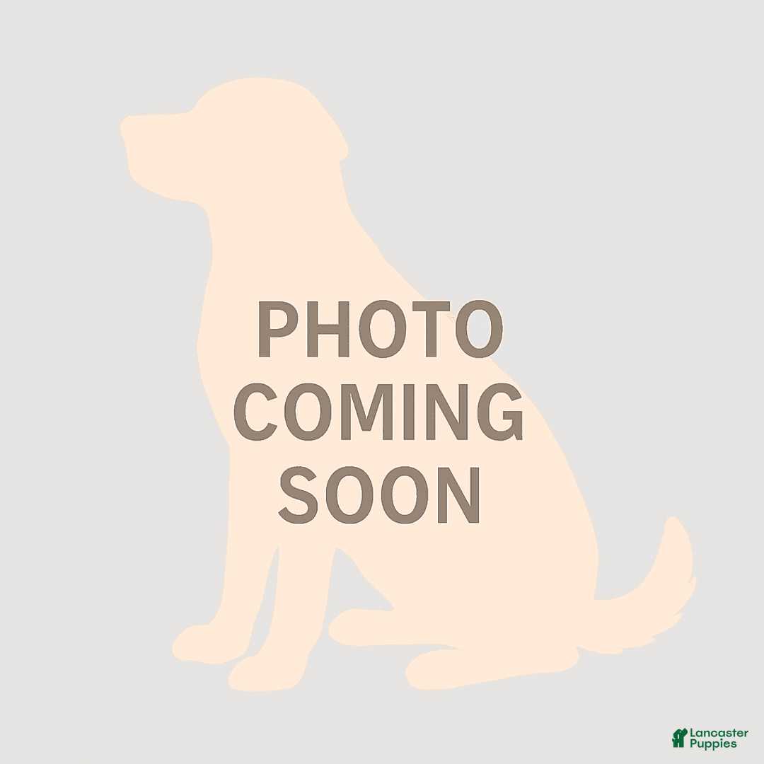 Cavapoo dogs for sale: Keno - Image 1