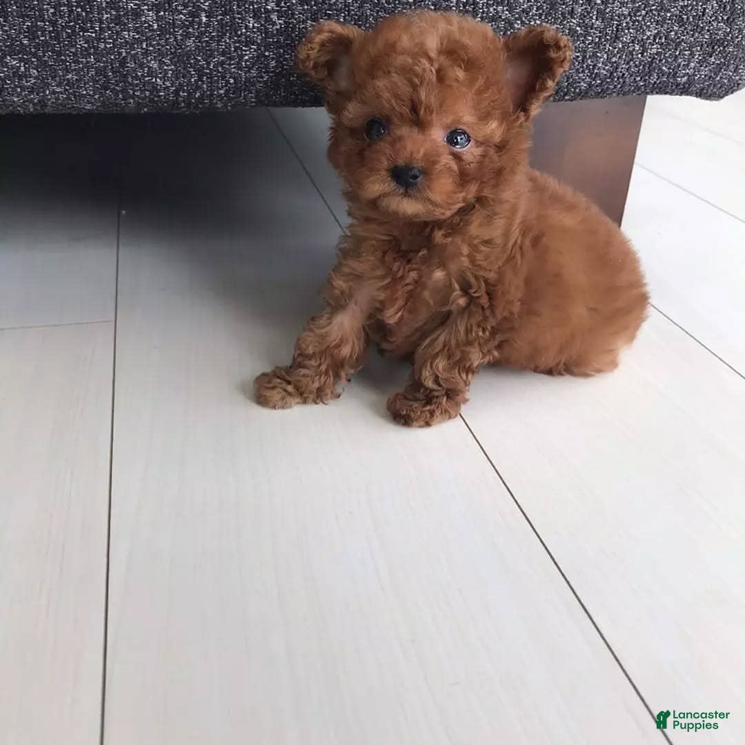 Toy Poodle dogs for sale: Daisy - Image 1