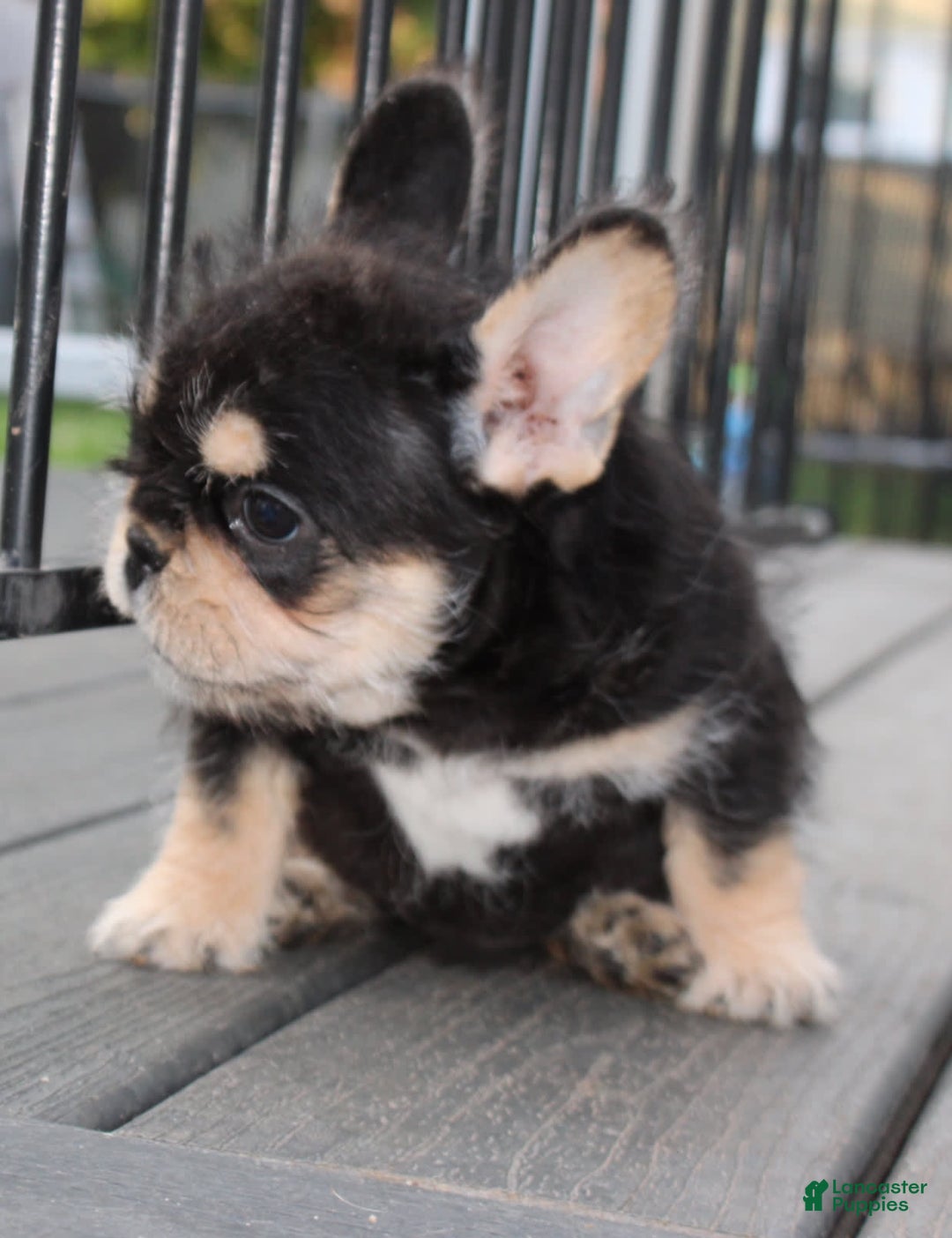 French Bulldog dogs for sale: Hay Wire - Image 3