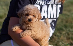 Miniature Poodle dogs for sale: Buddy - Image 11