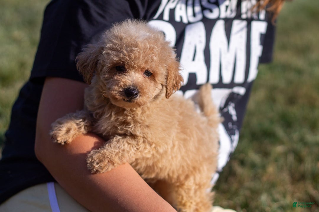Miniature Poodle dogs for sale: Buddy - Image 11