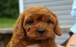 Cavapoo dogs for sale: Tonya - Image 2