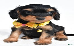 Cavapoo dogs for sale: Blaze - Image 1