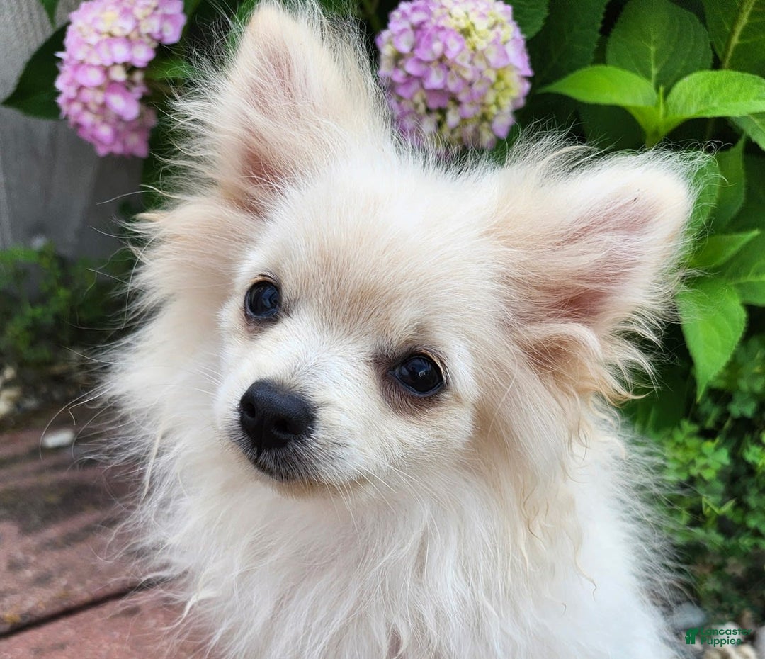 Pomeranian dogs for sale: Sparky - Image 4