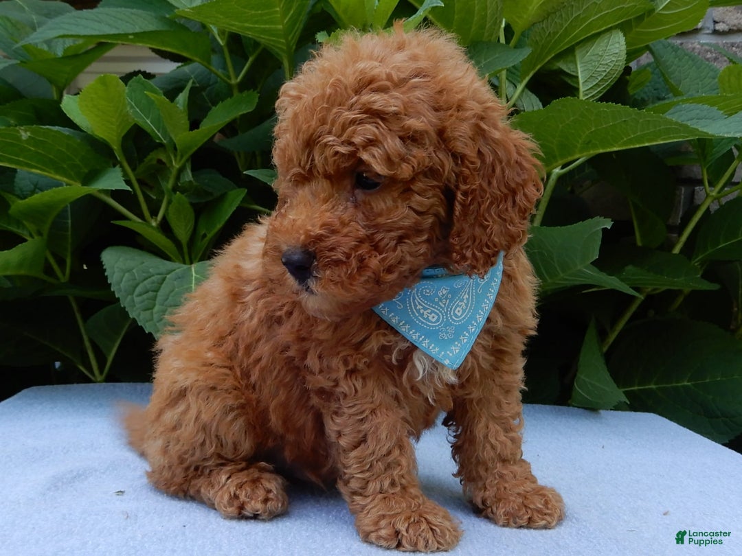Mini Goldendoodle dogs for sale: Gradie - Image 3
