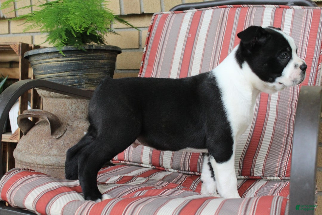 Frenchton dogs for sale: Cadillac - Image 3