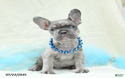 French Bulldog dogs for sale: Enzo Akc - Image 2