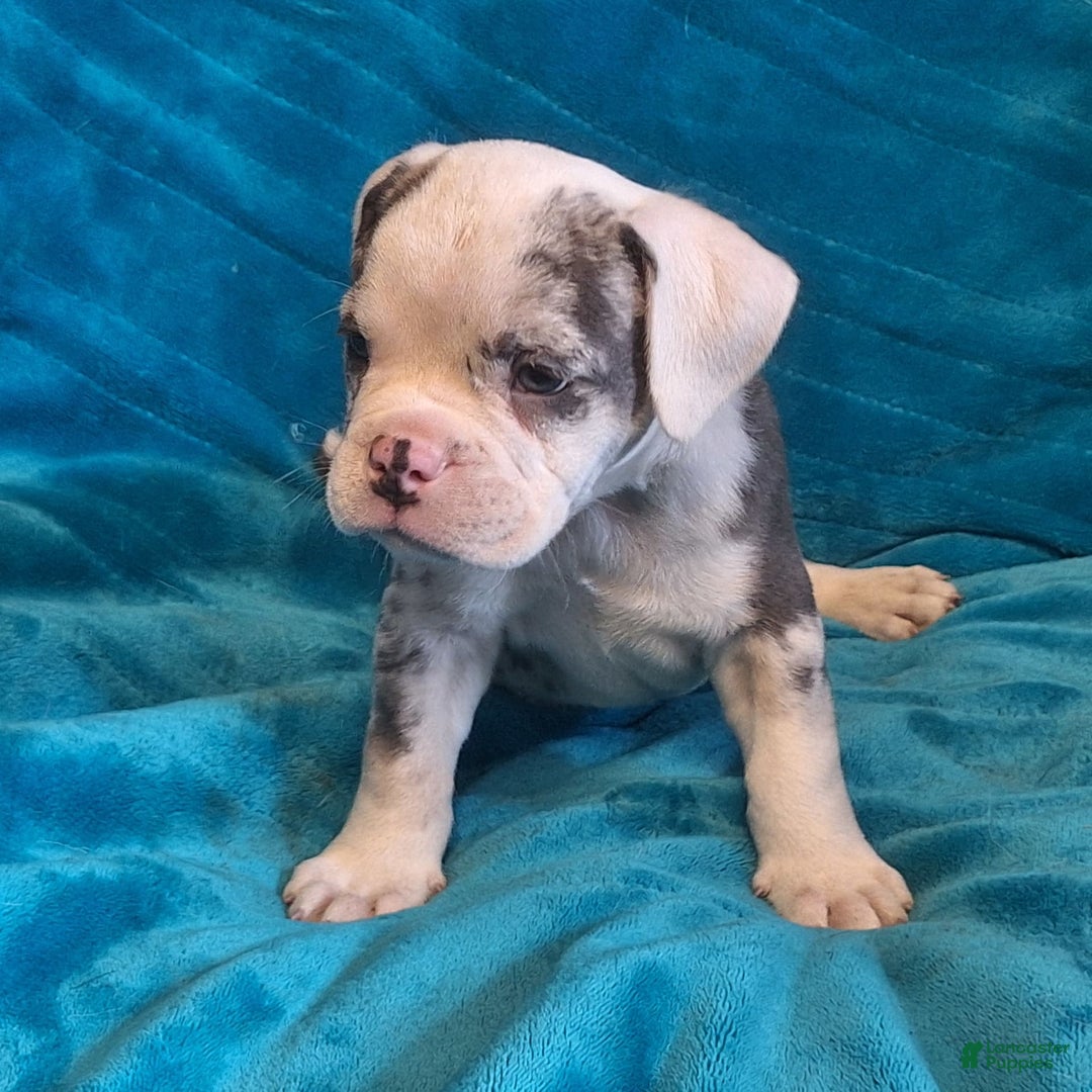 Olde English Bulldogge dogs for sale: Boss - Image 4
